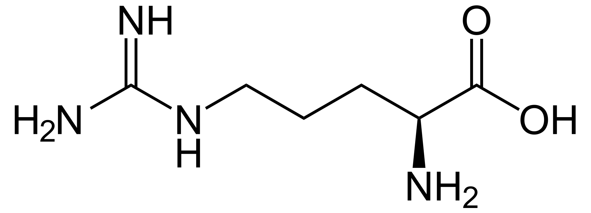 Arginin | Das Arginin Portal