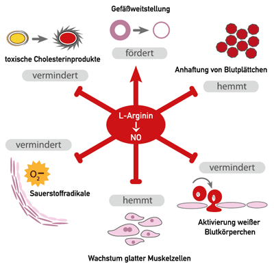Arginin & Stickstoffmonoxid Das Arginin Portal